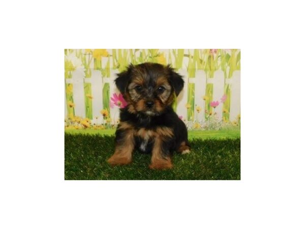 Yorkshire Terrier-DOG-Female-Black / Tan-20719-Petland Batavia, Illinois