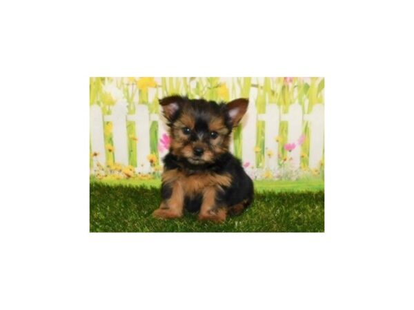 Yorkshire Terrier-DOG-Male-Black / Tan-20720-Petland Batavia, Illinois