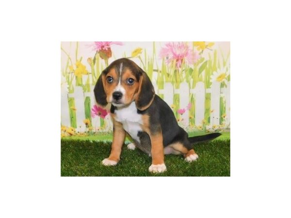 Beagle DOG Male Black 20721 Petland Batavia, Illinois