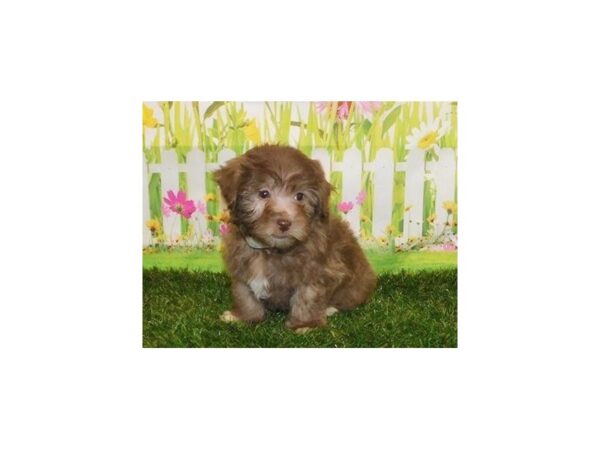 Havapoo DOG Male Chocolate 20722 Petland Batavia, Illinois