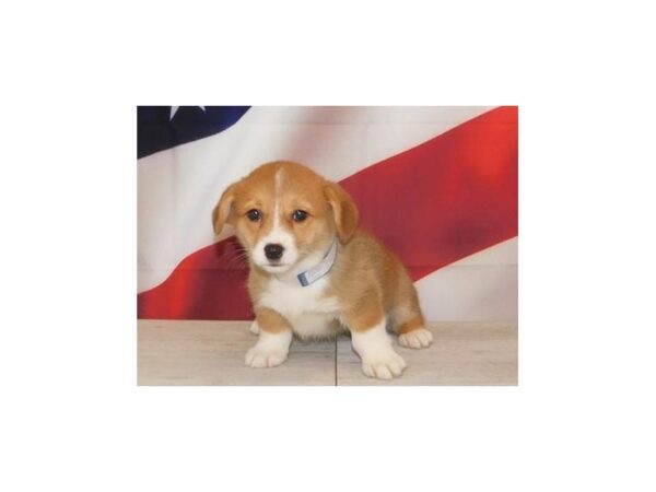 Pembroke Welsh Corgi DOG Female Red White / Sable 20998 Petland Batavia, Illinois