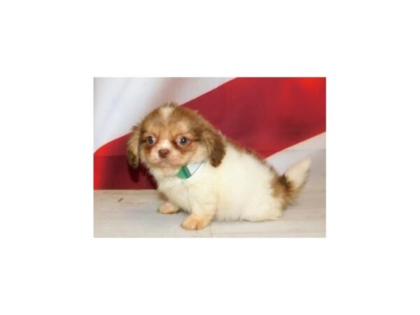 Peke a Bea DOG Male Fawn / White 21001 Petland Batavia, Illinois