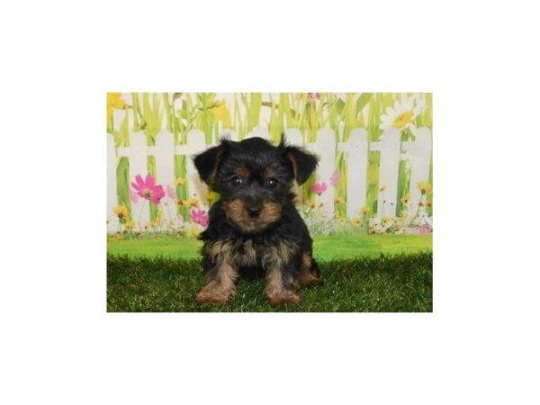 Yorkshire Terrier-DOG-Male-Black / Tan-21000-Petland Batavia, Illinois