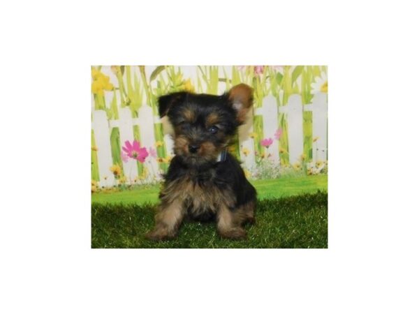 Yorkshire Terrier-DOG-Female-Black / Tan-20999-Petland Batavia, Illinois
