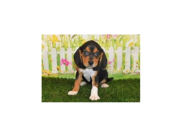 Beagle-DOG-Female-Black-20991-Petland Batavia, Illinois