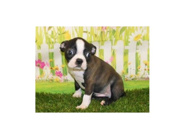 Boston Terrier DOG Female Black Brindle / White 20992 Petland Batavia, Illinois