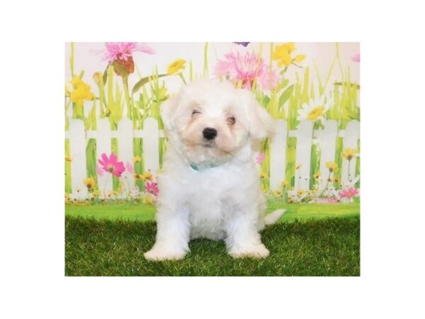 Maltese DOG Male White 20997 Petland Batavia, Illinois