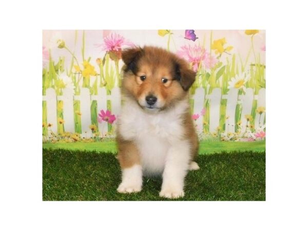 Collie-DOG-Female-Red White / Sable-20996-Petland Batavia, Illinois