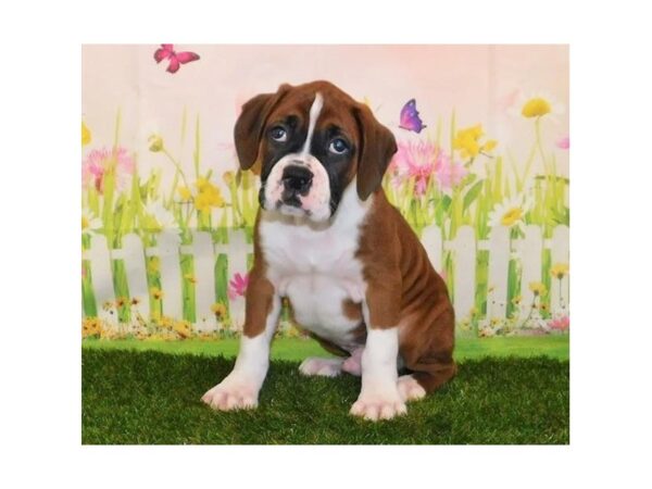 Boxer DOG Male Mahogony / White 20993 Petland Batavia, Illinois