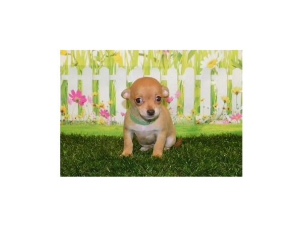 Chihuahua-DOG-Female-Fawn-20994-Petland Batavia, Illinois