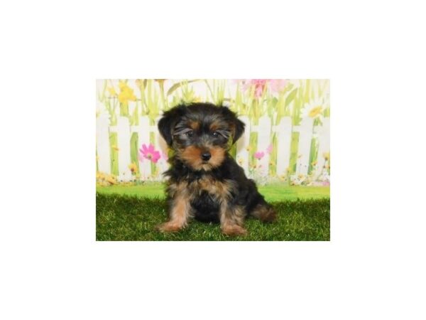 Yorkshire Terrier DOG Female Black / Tan 12819 Petland Batavia, Illinois