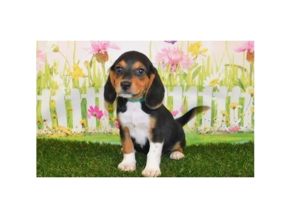 Beagle DOG Male Black 12815 Petland Batavia, Illinois