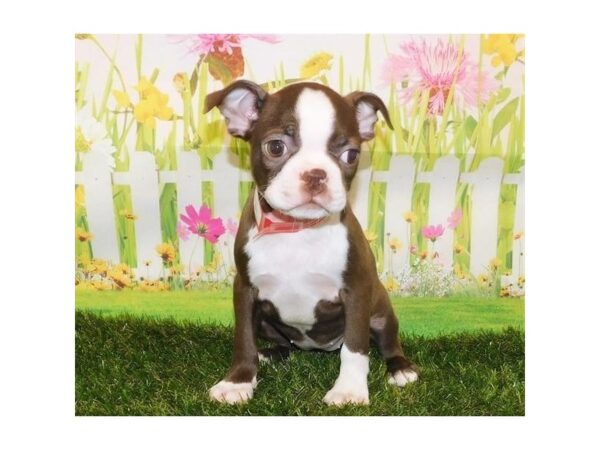 Boston Terrier-DOG-Female-Seal / White-12816-Petland Batavia, Illinois