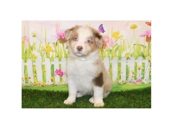 Miniature Australian Shepherd/Australian Shepherd-DOG-Female-Red Merle-12823-Petland Batavia, Illinois