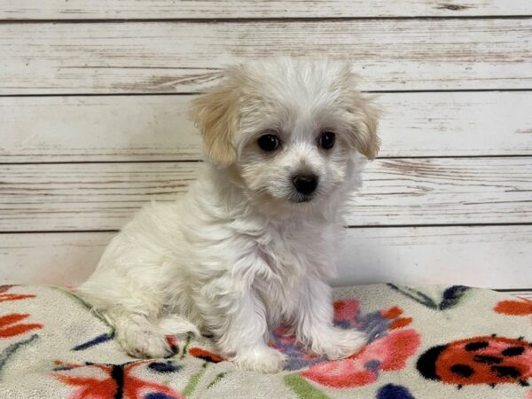 Chi Chon DOG Male Cream / White 21012 Petland Batavia, Illinois