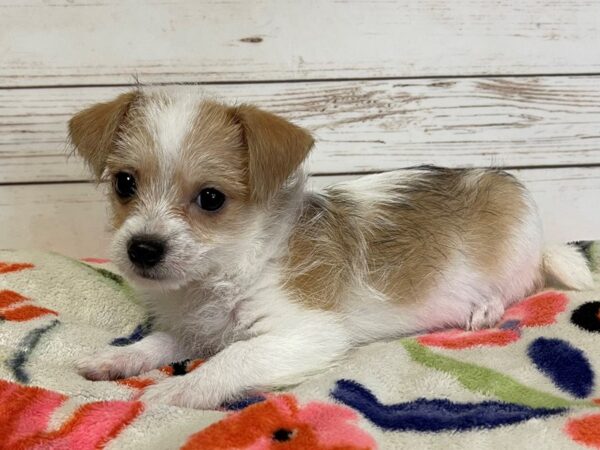 Chi Chon DOG Female White / Cream 21011 Petland Batavia, Illinois