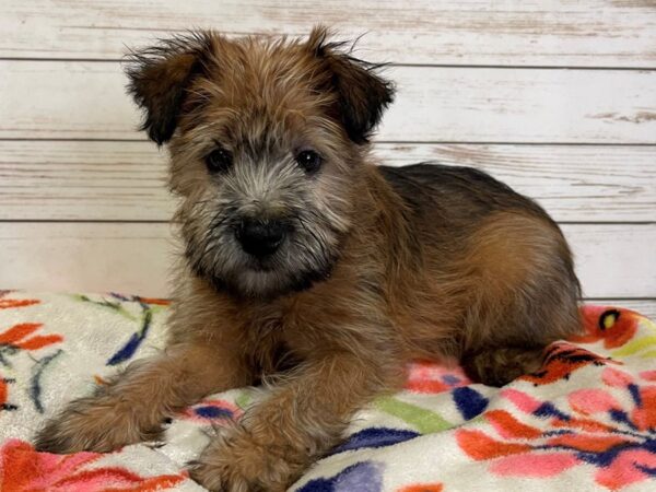 Soft Coated Wheaten Terrier DOG Female Wheaten 21008 Petland Batavia, Illinois