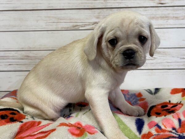 Pug/Puggle DOG Female Cream 21005 Petland Batavia, Illinois