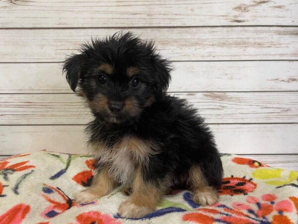 Chorkie-DOG-Male-Black / Gold-21003-Petland Batavia, Illinois