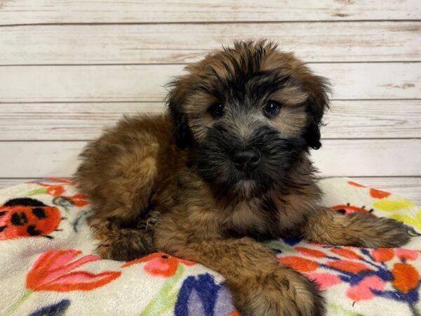 Soft Coated Wheaten Terrier DOG Male Wheaten 21009 Petland Batavia, Illinois