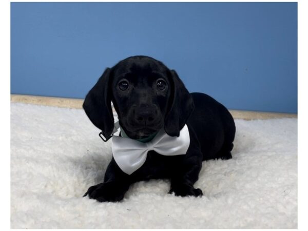 Dachshund-DOG-Male-Black-20726-Petland Batavia, Illinois