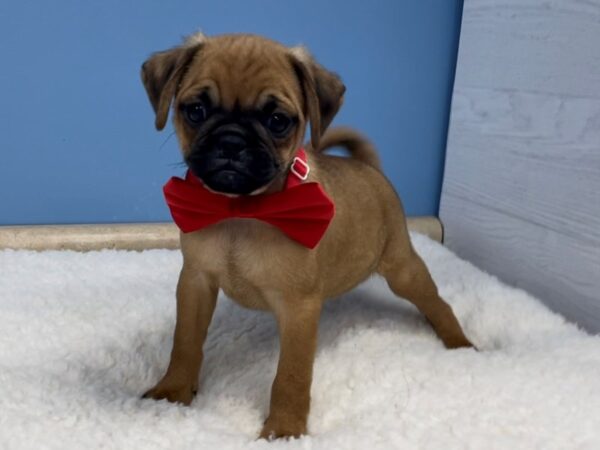 Pug/Puggle DOG Male Fawn 20738 Petland Batavia, Illinois