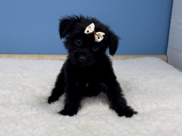Chorkie-DOG-Female-Black-20739-Petland Batavia, Illinois