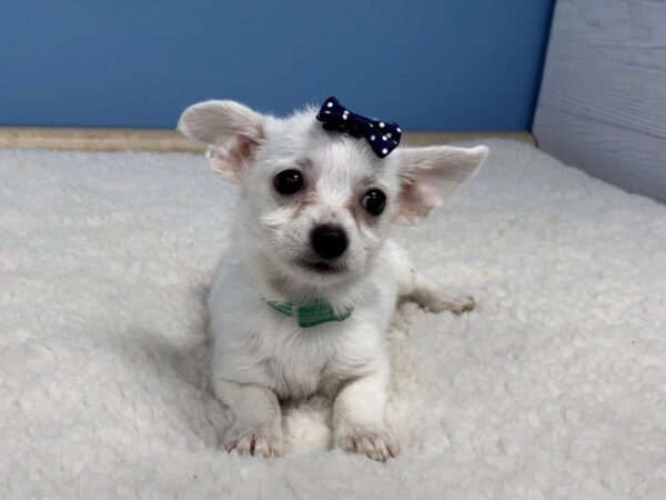 Chi Chon-DOG-Female-Cream / White-20735-Petland Batavia, Illinois