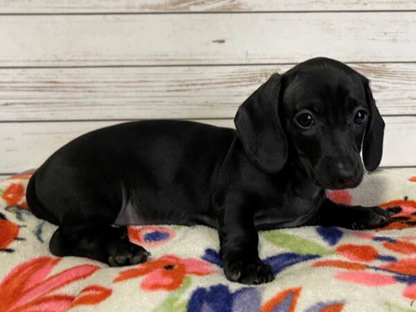 Dachshund DOG Female Black 21007 Petland Batavia, Illinois