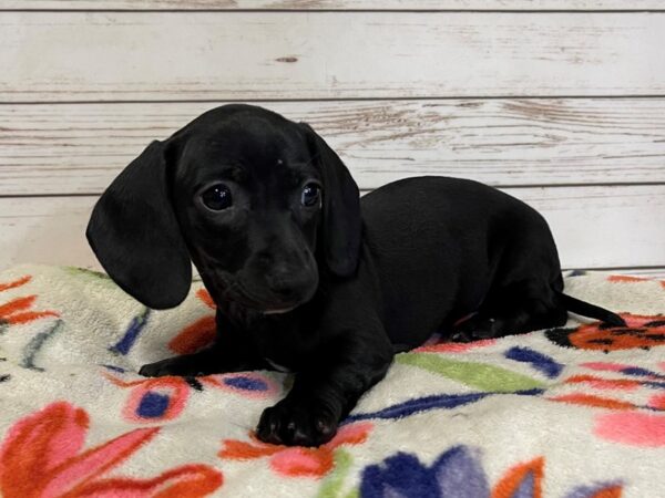 Dachshund DOG Female Black 21006 Petland Batavia, Illinois