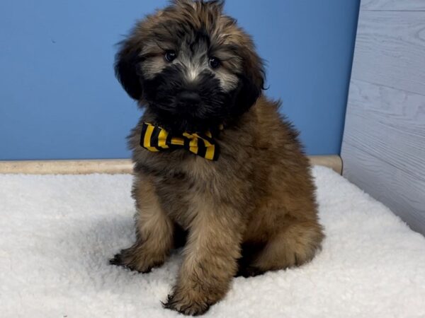 Soft Coated Wheaten Terrier DOG Male Wheaten 20731 Petland Batavia, Illinois