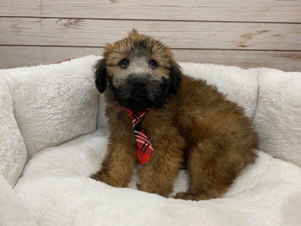 Soft Coated Wheaten Terrier DOG Male Wheaten 12829 Petland Batavia, Illinois