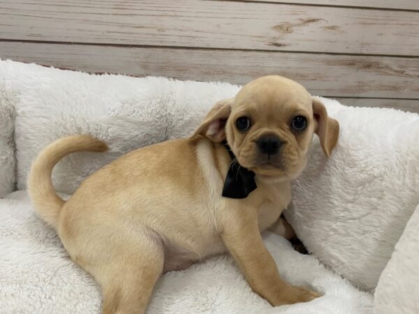 Pug/Puggle DOG Female Cream 12827 Petland Batavia, Illinois