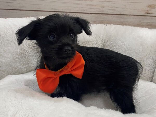 Chorkie-DOG-Male-Black-12825-Petland Batavia, Illinois