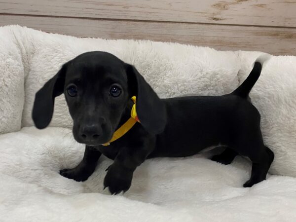 Dachshund-DOG-Female-Black-12831-Petland Batavia, Illinois