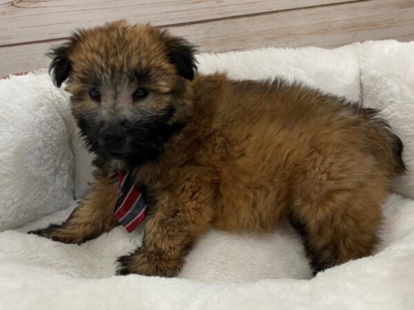Soft Coated Wheaten Terrier DOG Male Wheaten 12828 Petland Batavia, Illinois