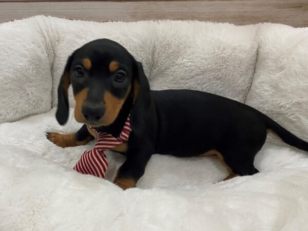 Dachshund-DOG-Male-Black / Tan-12830-Petland Batavia, Illinois