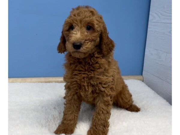 Goldendoodle 2nd Generation-DOG-Male-Golden-20715-Petland Batavia, Illinois
