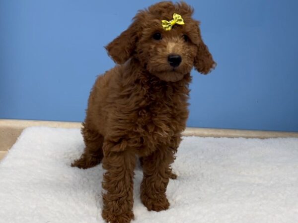 Goldendoodle 2nd Generation DOG Female Golden 20716 Petland Batavia, Illinois