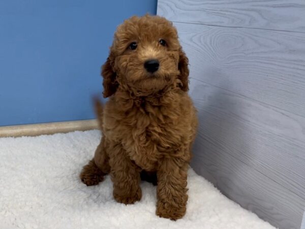 Goldendoodle 2nd Generation DOG Female Golden 20718 Petland Batavia, Illinois