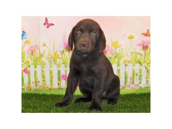 Labrador Retriever DOG Male Chocolate 12844 Petland Batavia, Illinois