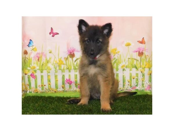 Belgian Tervuren DOG Female Mahogany / Black 21013 Petland Batavia, Illinois