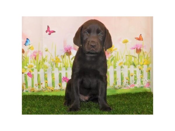 Labrador Retriever DOG Male Chocolate 21015 Petland Batavia, Illinois