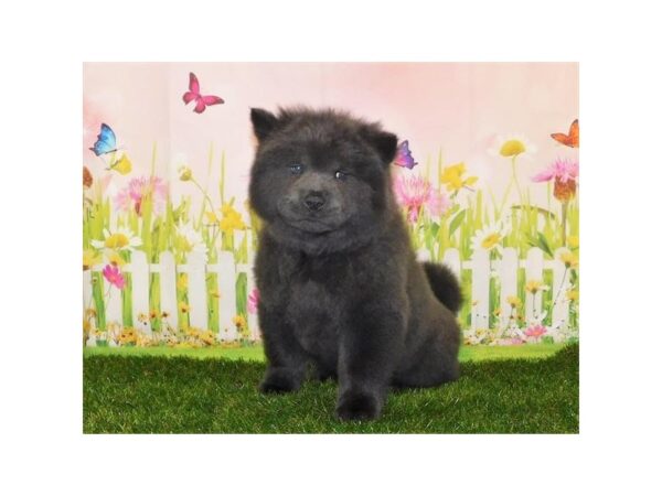 Chow Chow DOG Female Blue 21014 Petland Batavia, Illinois