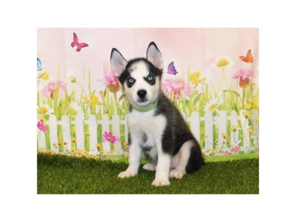 Siberian Husky DOG Male Black / White 20743 Petland Batavia, Illinois
