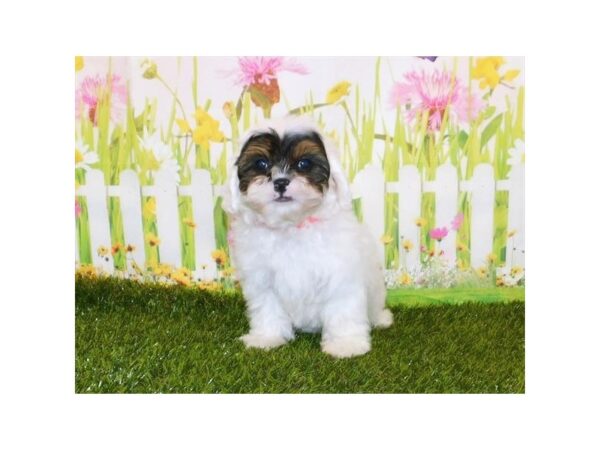 Shih Poo DOG Female White Black / Tan 20745 Petland Batavia, Illinois
