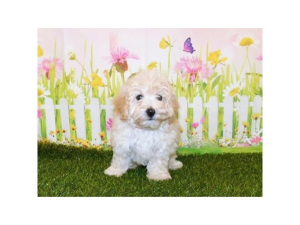 Malti Poo DOG Female Cream 20746 Petland Batavia, Illinois