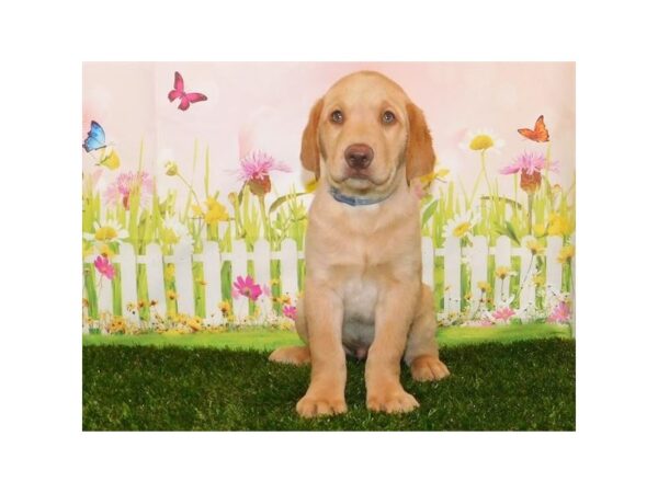 Labrador Retriever DOG Male Yellow 20741 Petland Batavia, Illinois