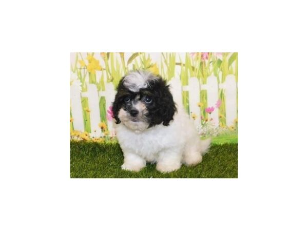 Shih Poo-DOG-Female-White / Black-21018-Petland Batavia, Illinois