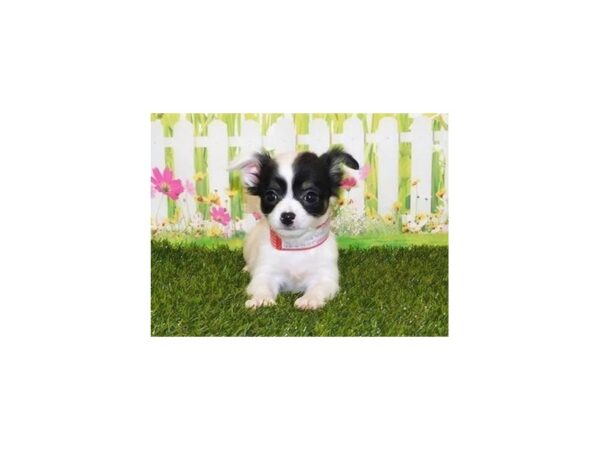 Chihuahua-DOG-Female-White-20740-Petland Batavia, Illinois